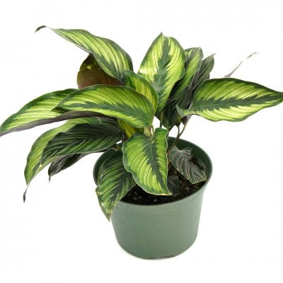 Prayer Plant Calathea 'Beauty Star'- 4in Pot