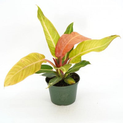 Philodendron 'Red Sun' - 4in Pot