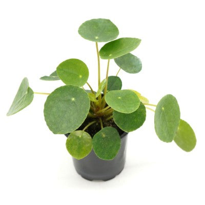 Chinese Money Plant 'Pilea Peperomioides" - 4in Pot