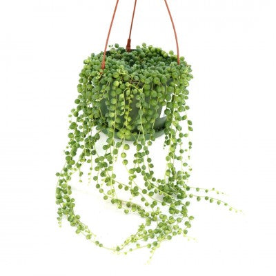 String of Pearls - 6in Hanging Pot