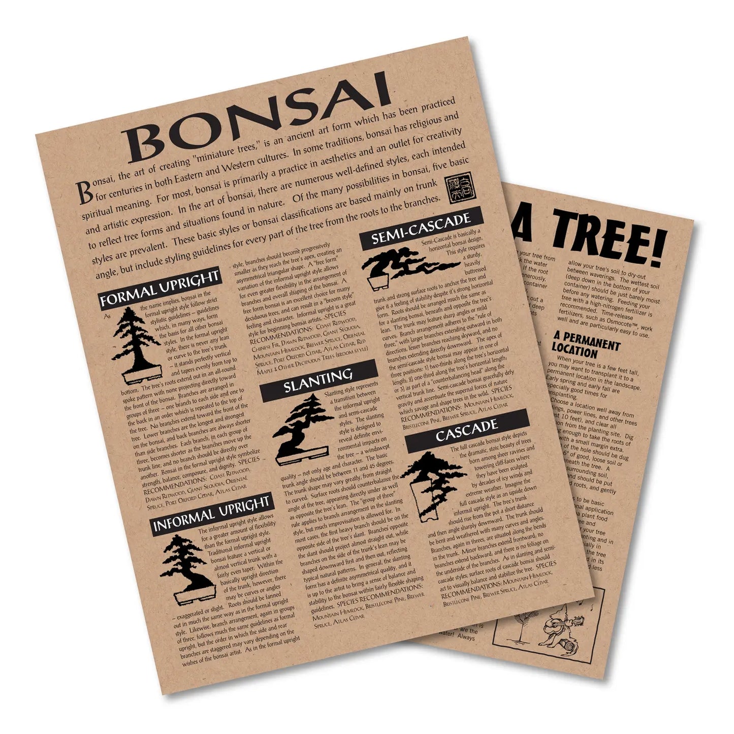 Chinese Juniper Bonsai Tree | Seed Grow Kit
