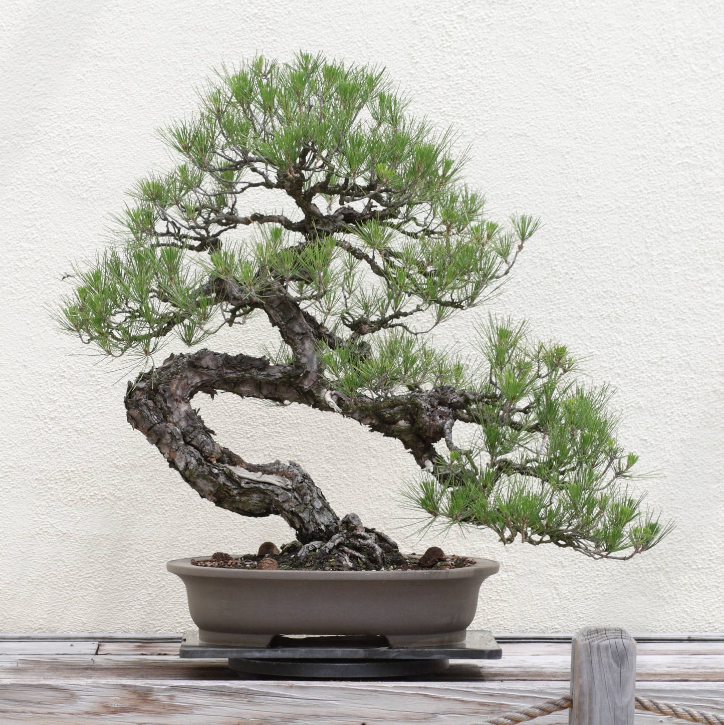 Japanese Black Pine  Bonsai Tree | Seed Grow Kit