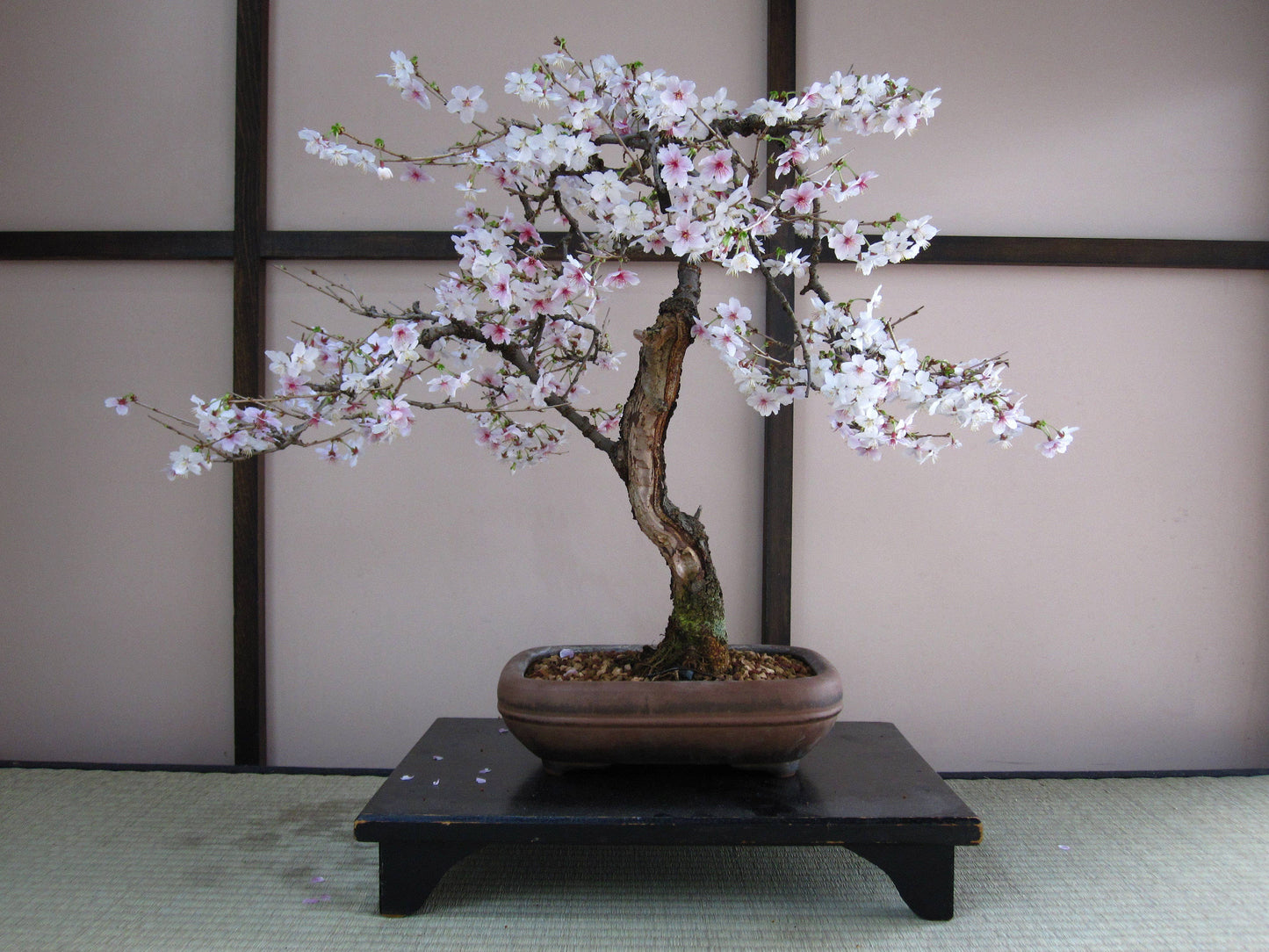 Japanese Flowering Cherry Blossom Bonsai Tree | Seed Grow Kit
