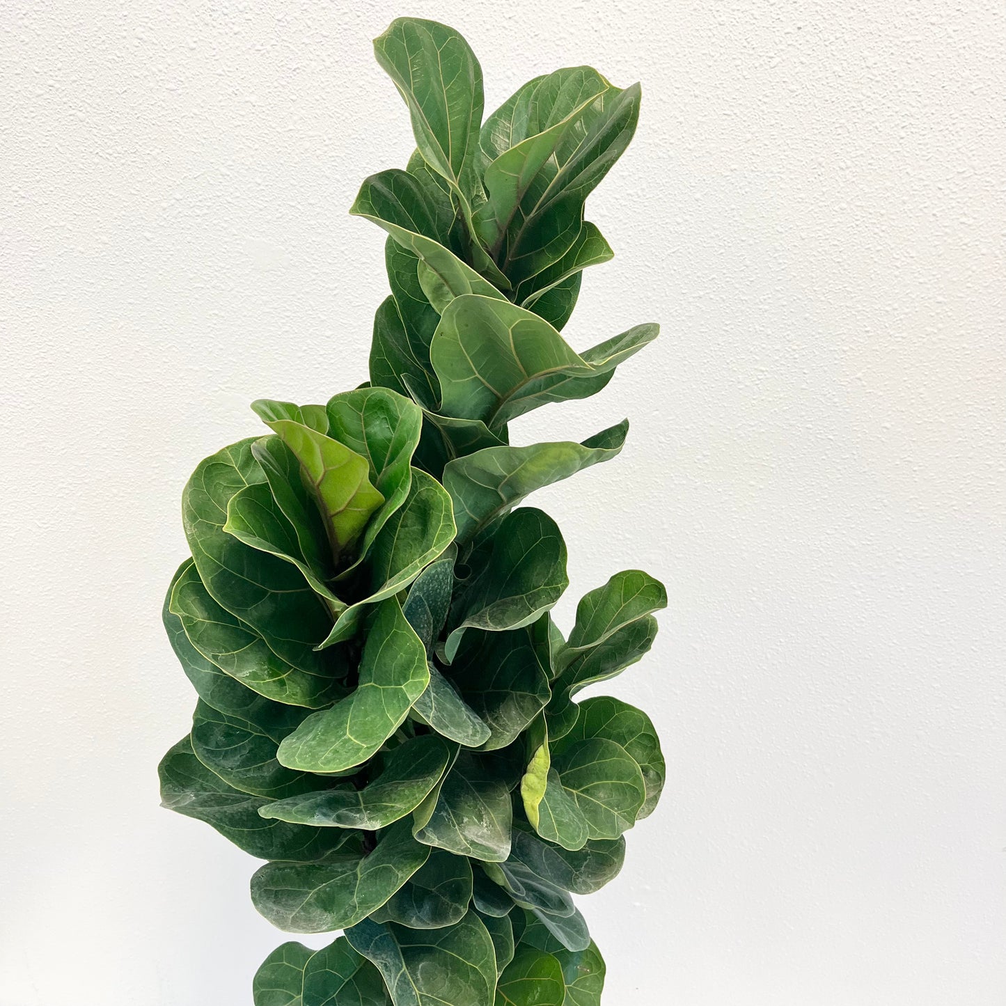 Fiddle-Leaf Fig 'Bambino' - 8in Pot