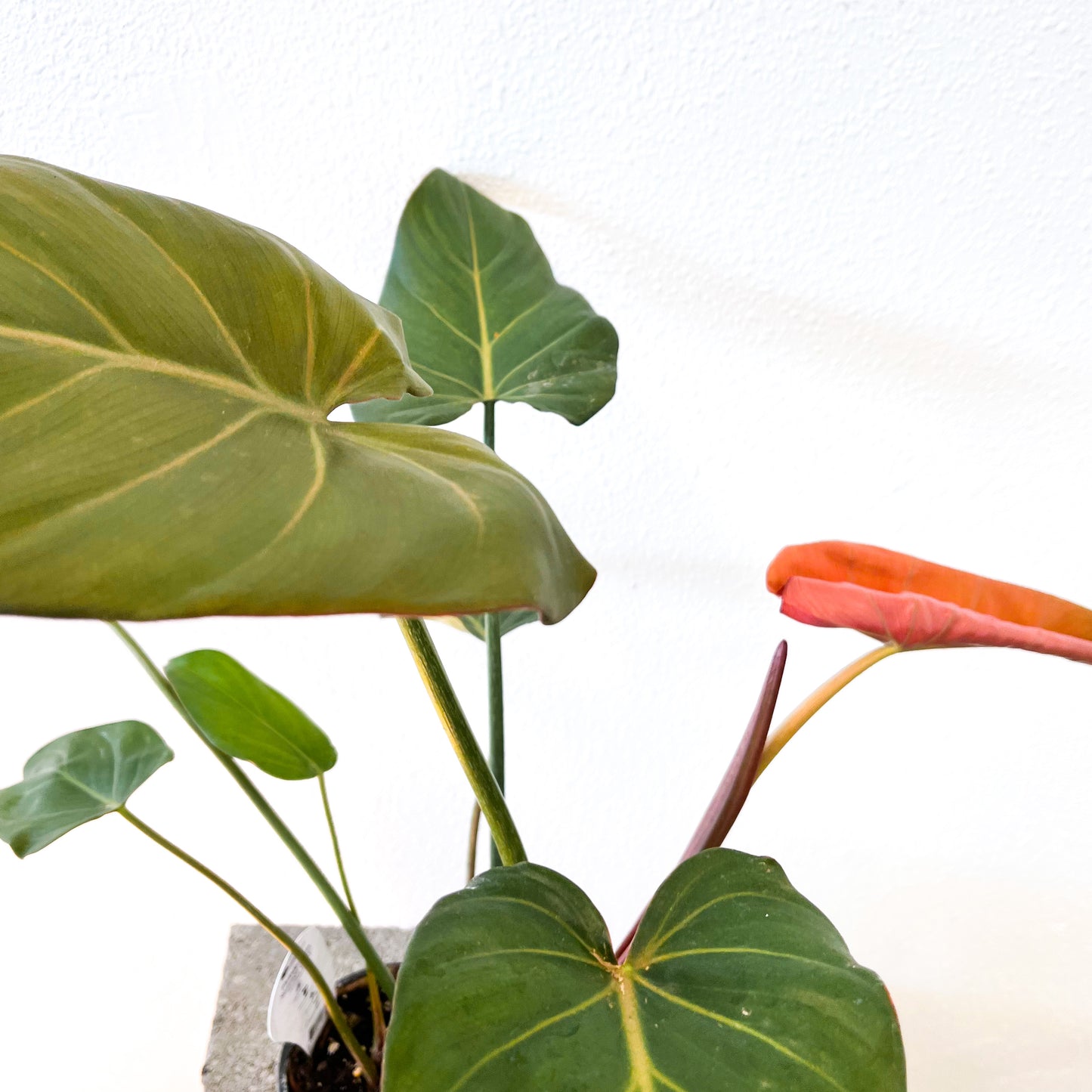 Philodendron 'Summer Glory' - 4in Pot