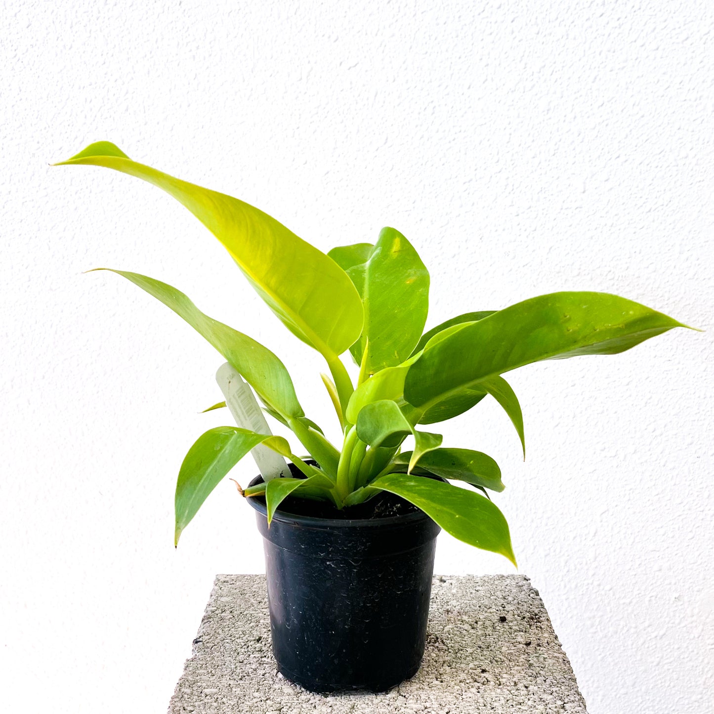 Philodendron 'Moonlight' - 4in Pot
