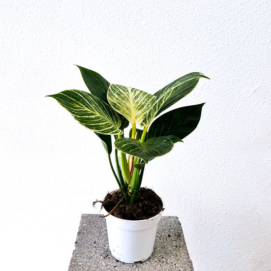 Philodendron 'Birkin' - 4in Pot