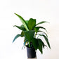 Peace Lily - 8in Pot