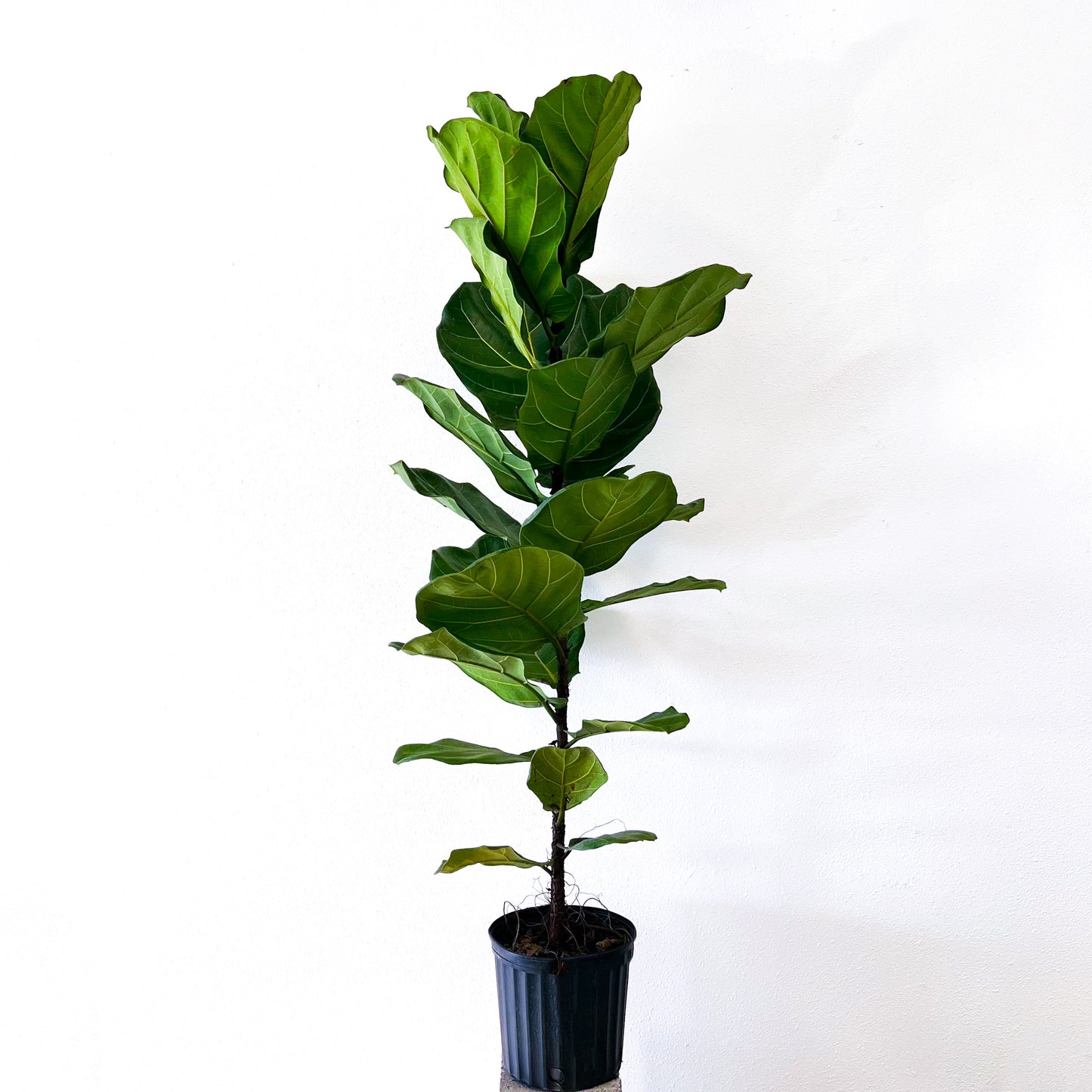 Fiddle-Leaf Fig - 10in Pot