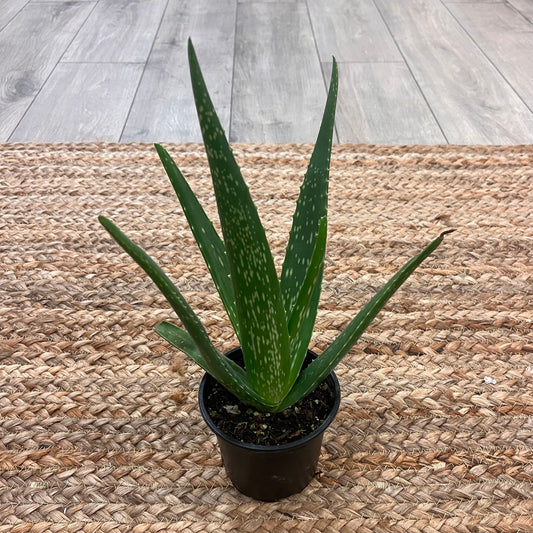 Aloe Vera Plant - 4in Pot