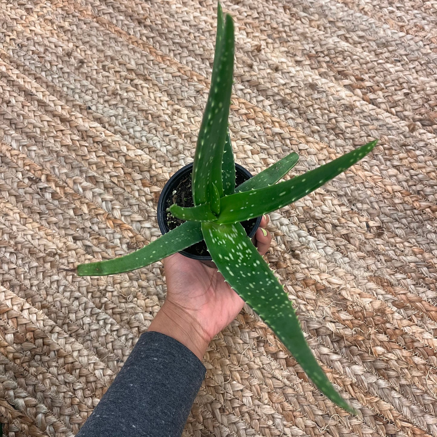 Aloe Vera Plant - 4in Pot