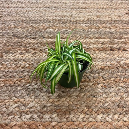 Spider Plant - 4in Pot