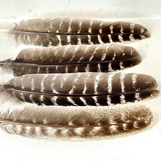 Turkey Feathers for Smudging