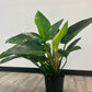 Philodendron ‘Congo Green’- 8in Pot
