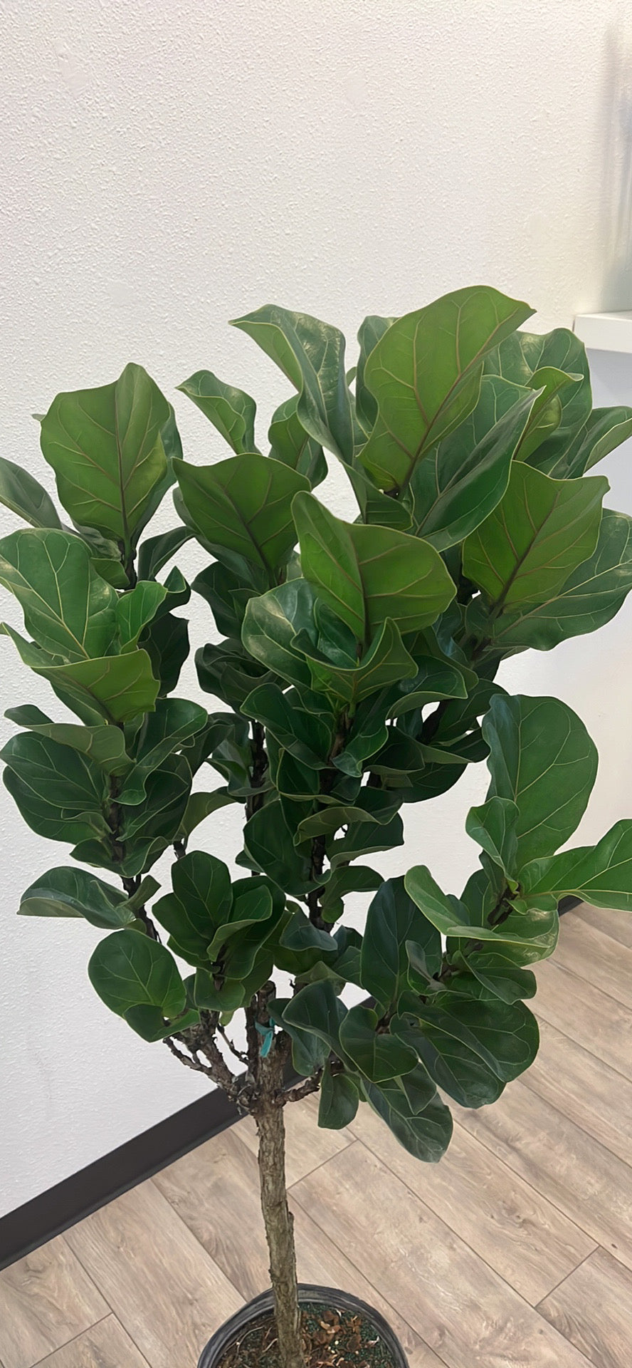 Fiddle-Leaf Fig 'Bambino' - 10in Pot