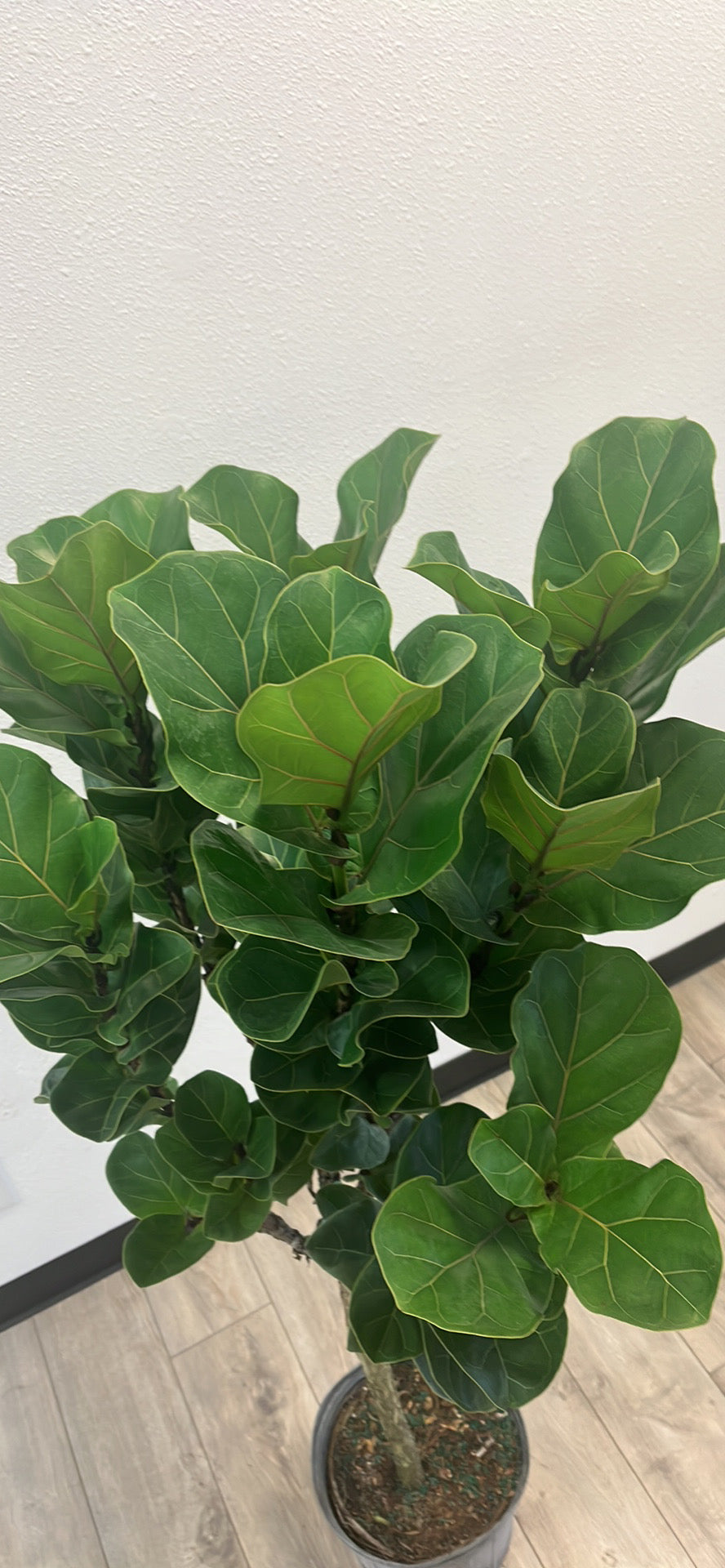 Fiddle-Leaf Fig 'Bambino' - 10in Pot